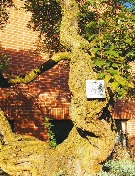 QR-Code-arbre Pour reconnaître les végétaux, les élèves scannent les QR Codes