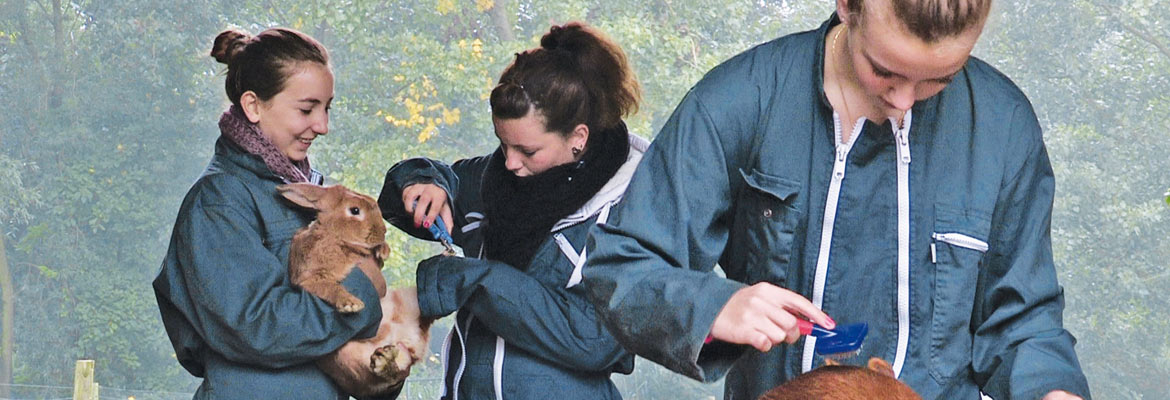 ferme-interdisciplinarite À la ferme pédagogique, les élèves soignent les animaux
